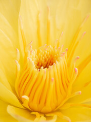 Fresh yellow color water lily