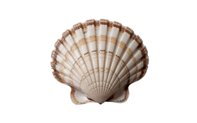 Natural scallop shell with fan shape and ridged texture isolated on white background for marine and coastal themes