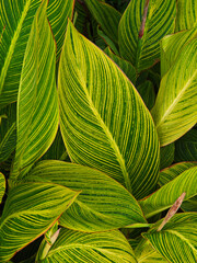 Fresh Golden Vein Cannas background