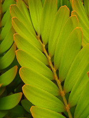 Fresh green color leaves close up background
