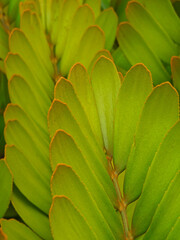 Fresh green color leaves close up background