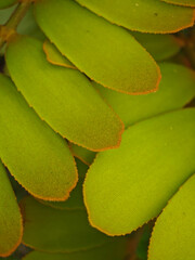 Fresh green color leaves close up background
