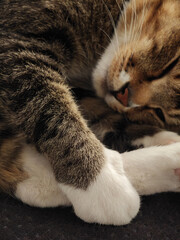 Sleeping cute cat close up background