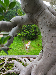 Old tree with wild cat
