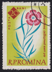King's Clove Dianthus callizonus flower on a 1961 Romania postage stamp