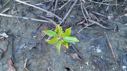 A small mangrove or Bakau (Rhizophora) plant by the sea.