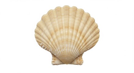 Beige seashell isolated on white background representing beach nature and coastal elements 