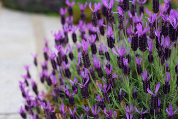 Naklejka premium Beautiful purple flowers of French Lavender