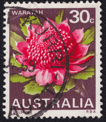 Waratah Telopea speciosissima flower on a 1971 Australia postage stamp