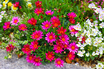 A variety of colorful flowers in full bloom at a park in Japan
