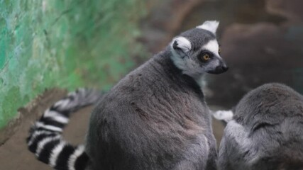 close up family of adult lemurs , animal lemur in zoo
