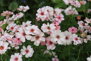 Ranunculus lux flower blooming in Japan park