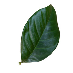 green leaf isolated on white background