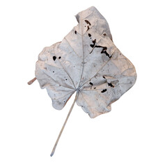 leaf on a white background