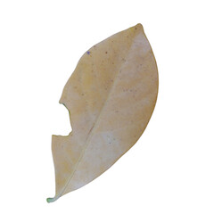 leaf on a white background