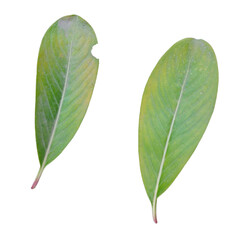 green leaf isolated on white background