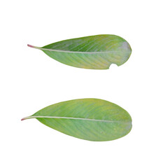 green leaf isolated on white background