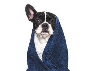 Cute puppy and blue towel. Grooming dog. Closeup, indoor. Studio shot. Concept of care, education, obedience training and raising pets
