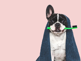 Cute puppy, blue towel and toothbrush. Clean and healthy teeth. Close-up, indoors. Studio shot, isolated background. Concept of care, education, obedience training and raising pets