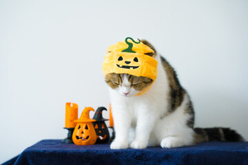 close up scottish cat with wearing pumpkin halloween concept