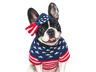 Cute puppy, bow and American Flag. Dog smile. Closeup, indoors. Studio shot. Congratulations for family, loved ones, relatives, friends, colleagues. Beauty and fashion concept. Pets care