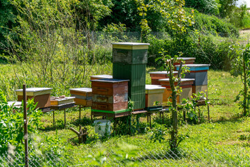 row of colorful beehives set in a shaded garden, surrounded by dense greenery and trees. A summer scene depicting a traditional apiary in a natural environment.