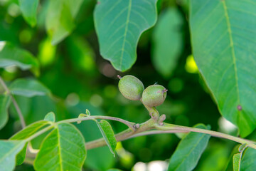 young walnut fruits growing on a branch, surrounded by green leaves. The photo was taken in natural light during a summer setting.