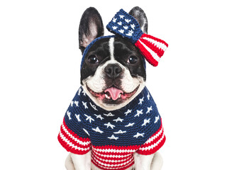 Cute puppy, bow and American Flag. Dog smile. Closeup, indoors. Studio shot. Congratulations for...
