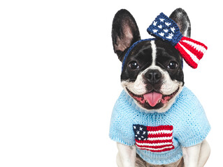 Cute puppy, bow and American Flag. Dog smile. Closeup, indoors. Studio shot. Congratulations for...