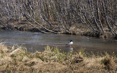 Duck in a creek at Potter Marsh