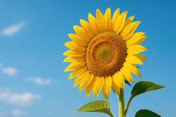 Naklejka premium Vibrant Yellow Sunflower Bloom Against a Clear Blue Sky with Soft White Clouds Highlighting Nature's Beauty and Joyfulness in a Sunny Landscape Setting