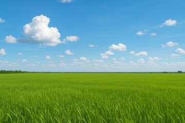 Lush Green Field Under Bright Blue Sky with Fluffy Clouds on a Clear Day
