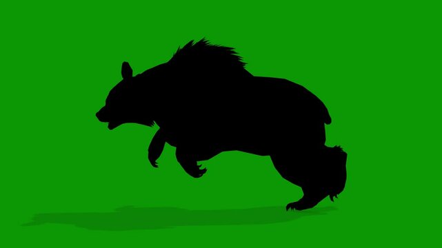 Black Bear Silhouette Attacking Scene Left Side on Green Screen Rendering Animation