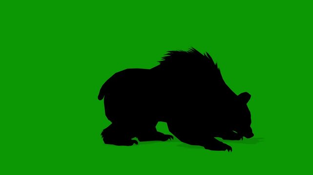 Black Bear Silhouette Attacking Scene on Green Screen Rendering Animation
