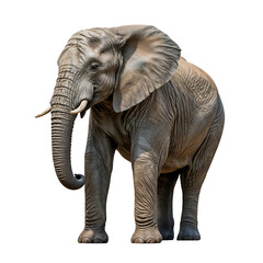 Obraz premium Majestic African Elephant Side View with Raised Trunk
