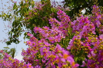 Obraz premium Lagerstroemia speciosa, Queen's crape myrtle , Pride of India.
