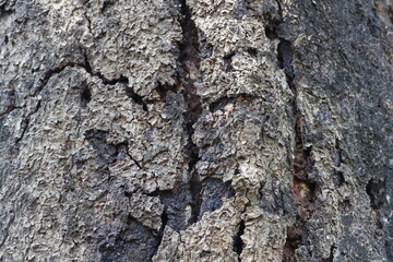 Close-Up of Tree Bark Texture – Rough Surface with Natural Cracks and Patterns