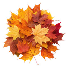 Obraz premium Autumn colored leaves png fall leaves png colorful leaves png isolated leaves png seasonal leaves png orange leaves png brown leaves png transparent background image