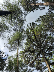 The atmosphere of a green forest on a sunny afternoon, with pine trees and coffee trees. Forest under Mount Gumitir, Jember, East Java, Indonesia.