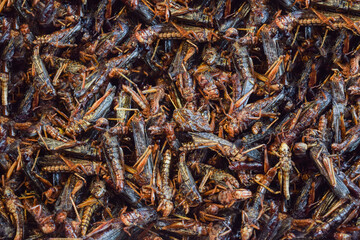 close up a file of fried locust grasshopper thailand thai extreme street food