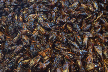 close up of fried cricket sreet dish of thailand
