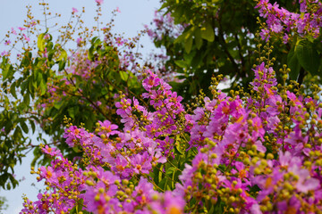 Lagerstroemia speciosa, Queen's crape myrtle , Pride of India.