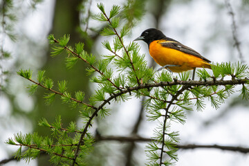Male Baltimore Oriole perched on a larch branch