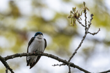 Obraz premium Tree swallow perched on small branch
