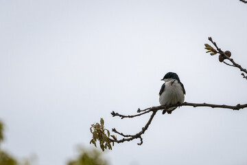 Tree swallow perched on small branch