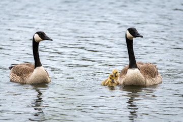 Pair of canada geese wiht two small yellow chicks swimming in a pond