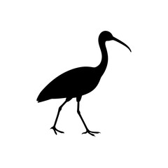 Fototapeta premium Basic Side View of an Ibis Walking Black Silhouette Vector Clip Art Illustration