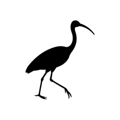 Naklejka premium Steady Side View of an Ibis Walking Black Silhouette Vector Clip Art Illustration