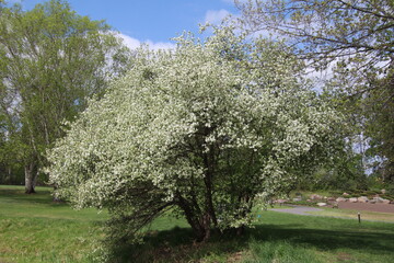 Obraz premium blooming cherry tree in spring