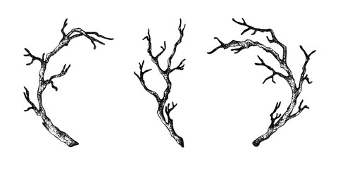 Set graphic dry branches without leaves. Black Vector illustration of sticks with white plate isolated from background. Curved ramification clip art for Gothic, Halloween, Day of the Dead designs